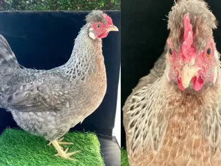 cream legbar rugeæg grønne og blå