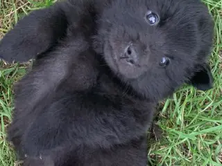 Svensk lapphund - 3