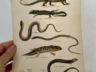 Antik Håndkoloreret planche med øgler og sinker