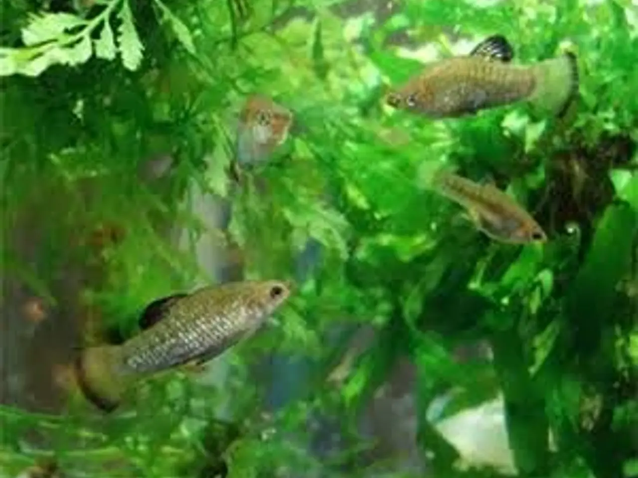 Billede 1 - Limia perugiae – spændende/ nemme ungefødende fisk