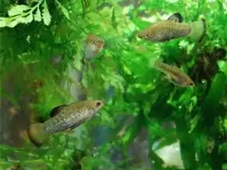 Limia perugiae – spændende/ nemme ungefødende fisk