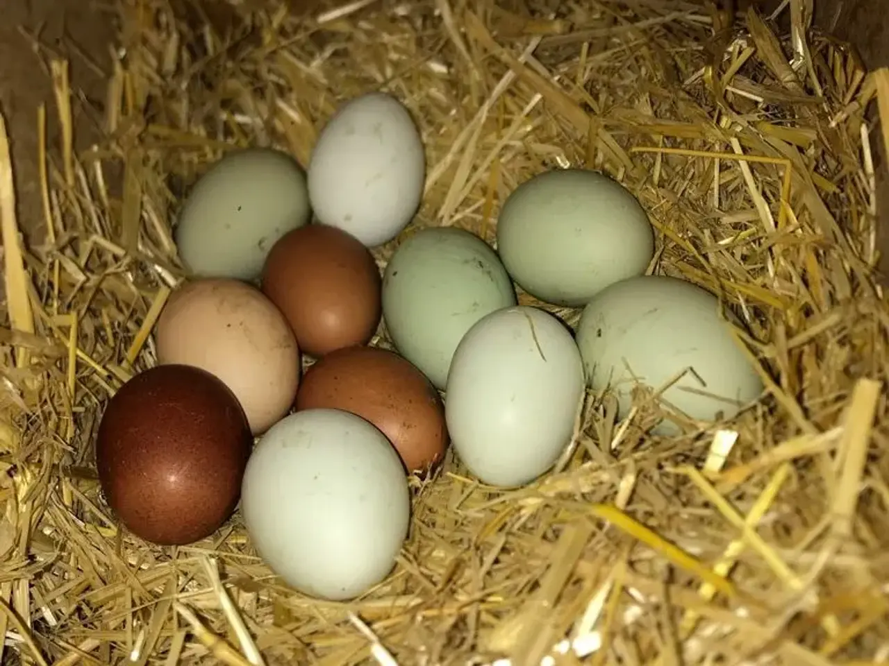 Billede 1 - Rugeæg. Grønne og brune.