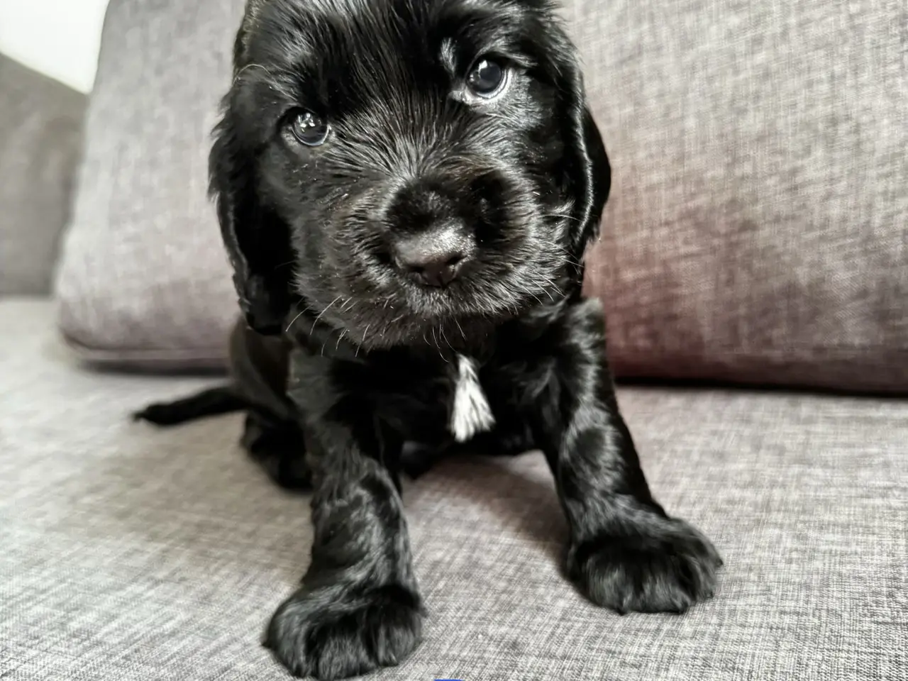 Billede 2 - Engelsk Cocker Spaniel hvalpe