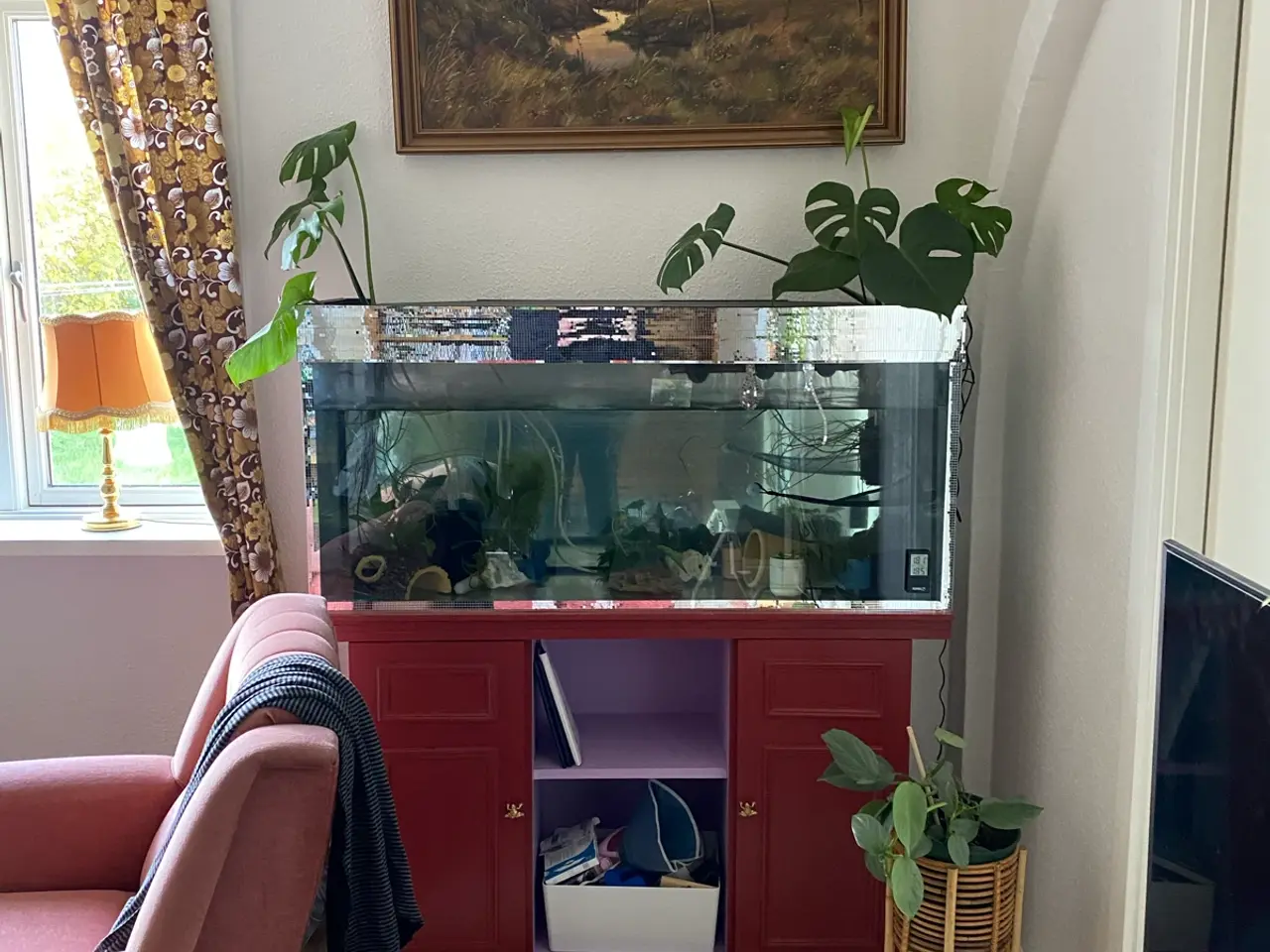 Billede 1 - Akvarie m. Tilbehør - perfekt til axolotler