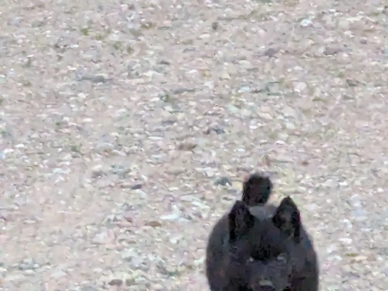 Billede 1 - Schipperke hvalp 