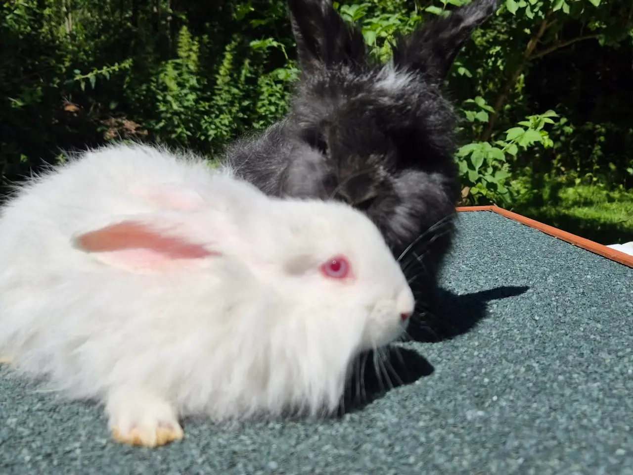 Billede 3 - Angora kanin unger