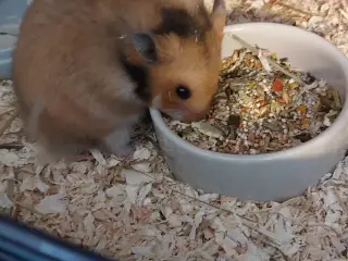 Super sød tam guldhamser pige 