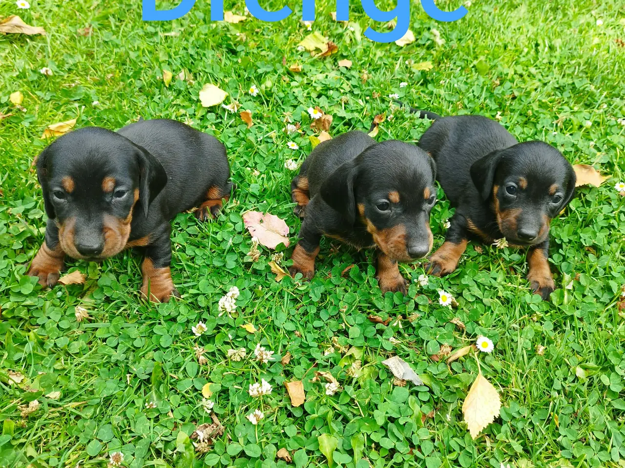 Billede 3 -  Gravhundehvalp Danmarks kønneste hvalpe 
