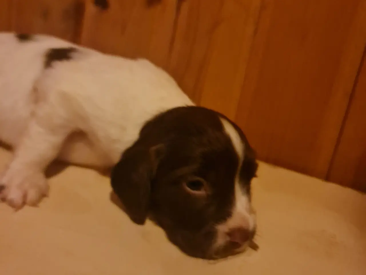Billede 9 - Engelsk springer spaniel FT