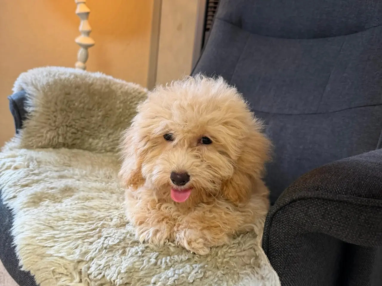 Billede 7 - ❤️ Søde Maltipoo-hvalpe klar til nye kærlige hjem 