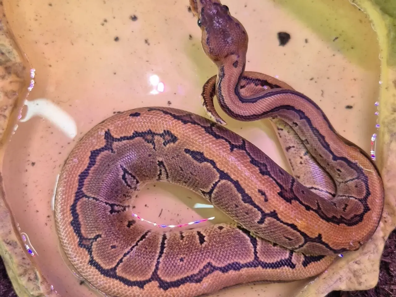 Billede 2 - Pinestripe 66% DH Lavender albino pied
