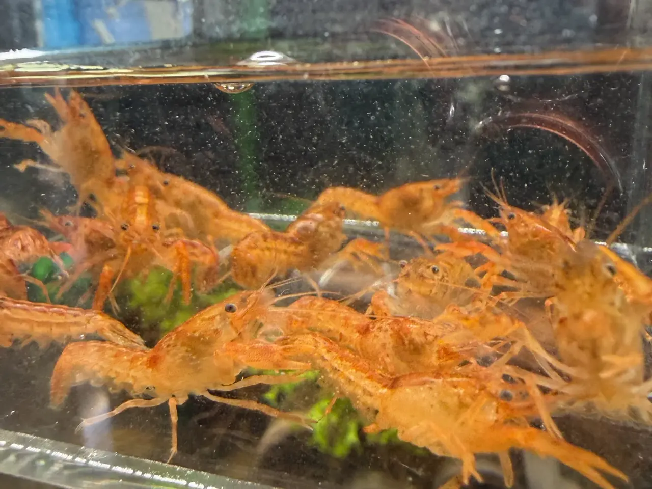 Billede 12 - 🦞 Flotte luksus orange CPO krebs🦞