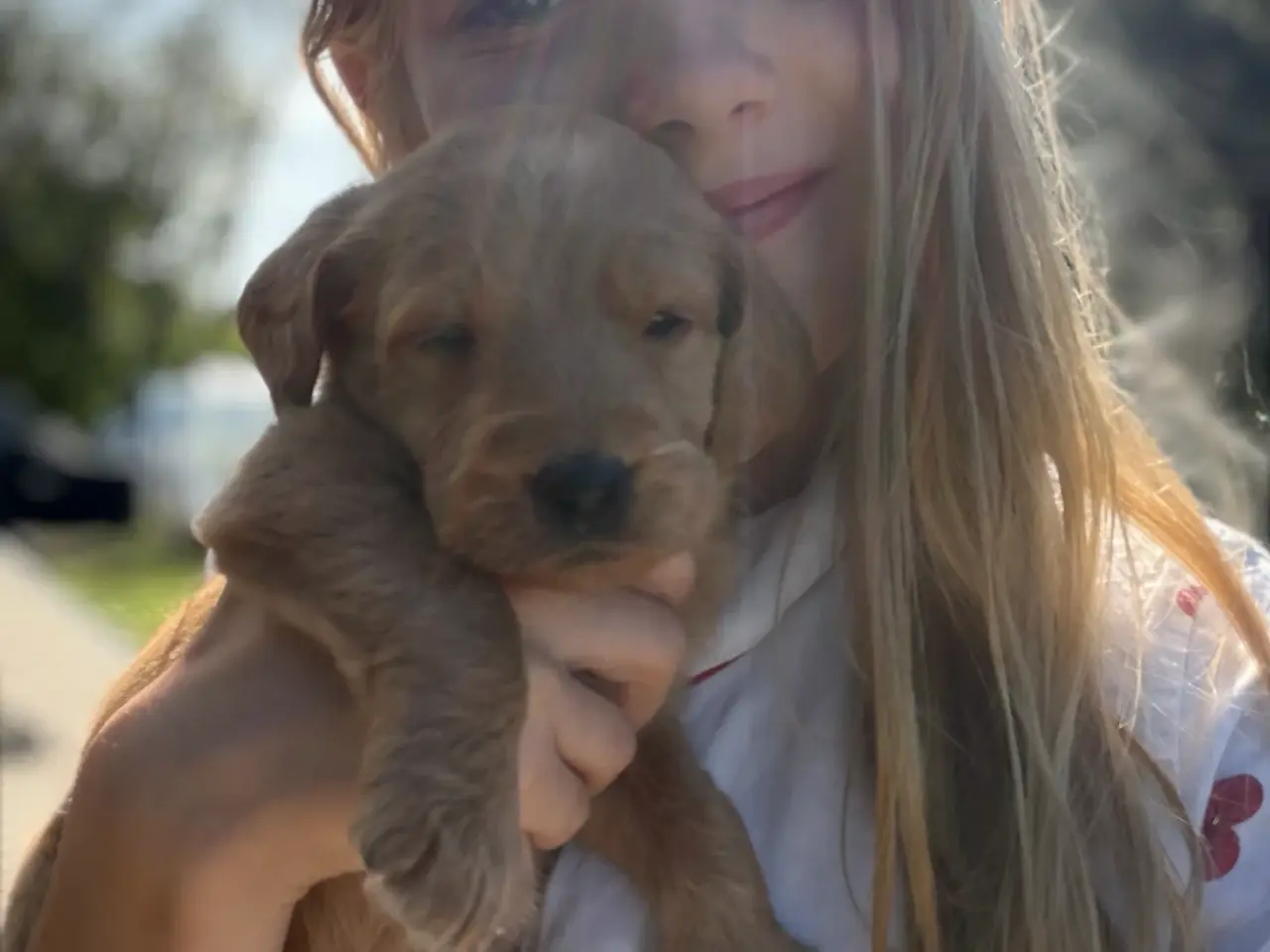 Billede 8 - Labradoodles