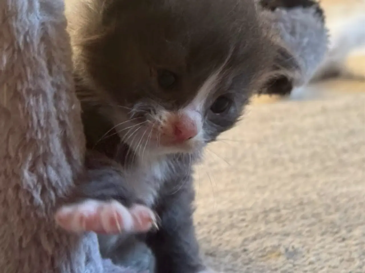Billede 6 - 💙Sød Maine Coon/Ragdoll hankilling💙