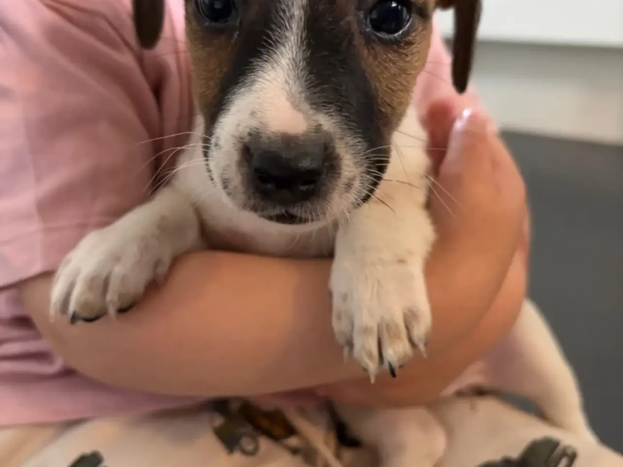 Billede 12 - Jack russel terriere