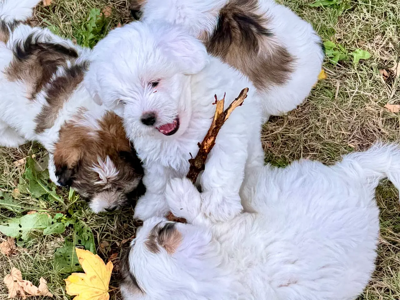 Billede 1 - Coton de tulear/havaton blanding