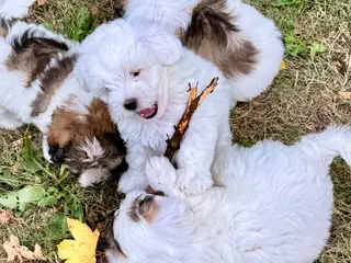 Coton de tulear/havaton blanding