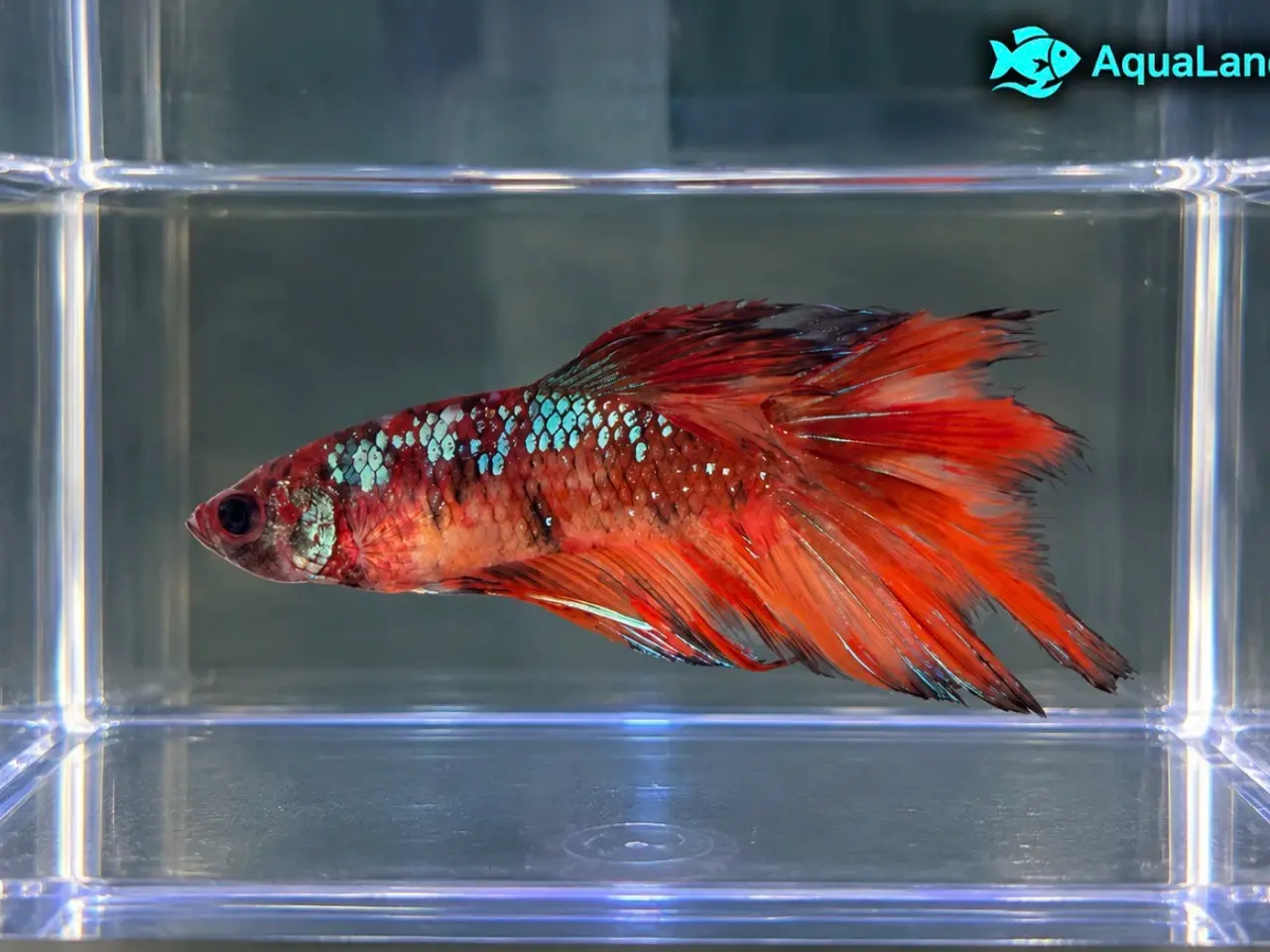 Billede 13 - 😍 Flotte Betta fisk