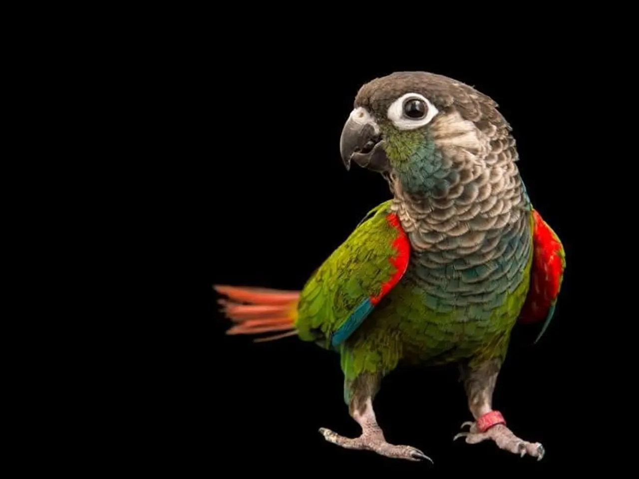 Billede 2 - Billig conure salg
