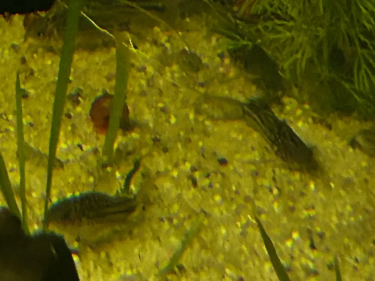 Billede 3 - 🐠✨ Nannus pansermaller – Fredelige bundfisk
