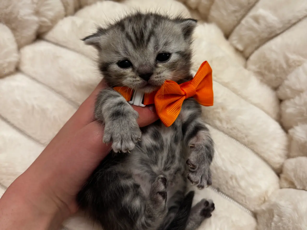Billede 15 - Unikkeste British Shorthair Killinger til Salg