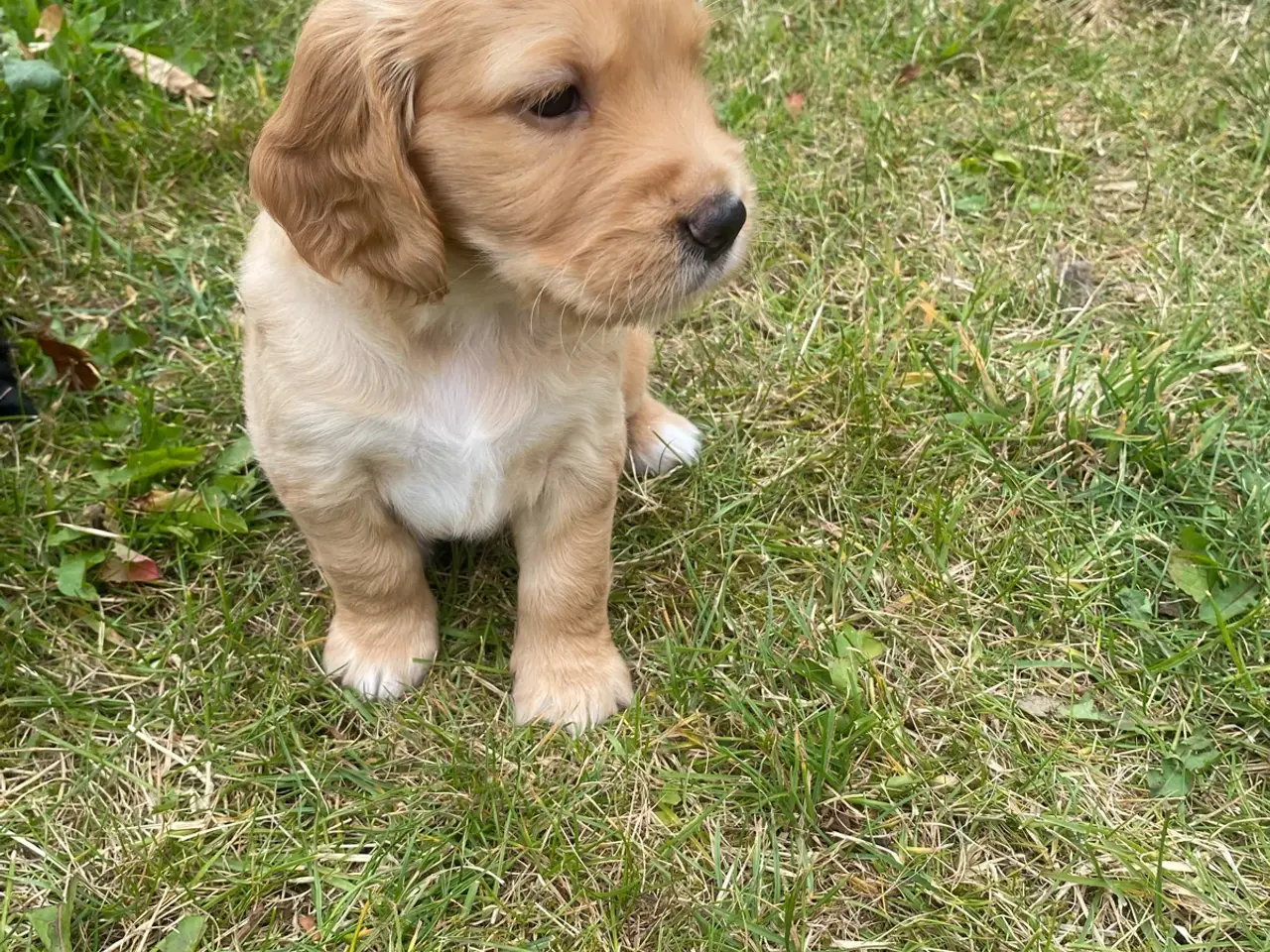 Billede 5 - Golden/cocker/flatcoated familie el jagthunde