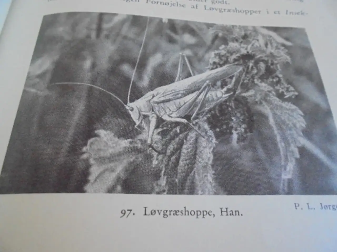 Billede 4 - Natursamleren – Hans Hvass – udg. fra 1942