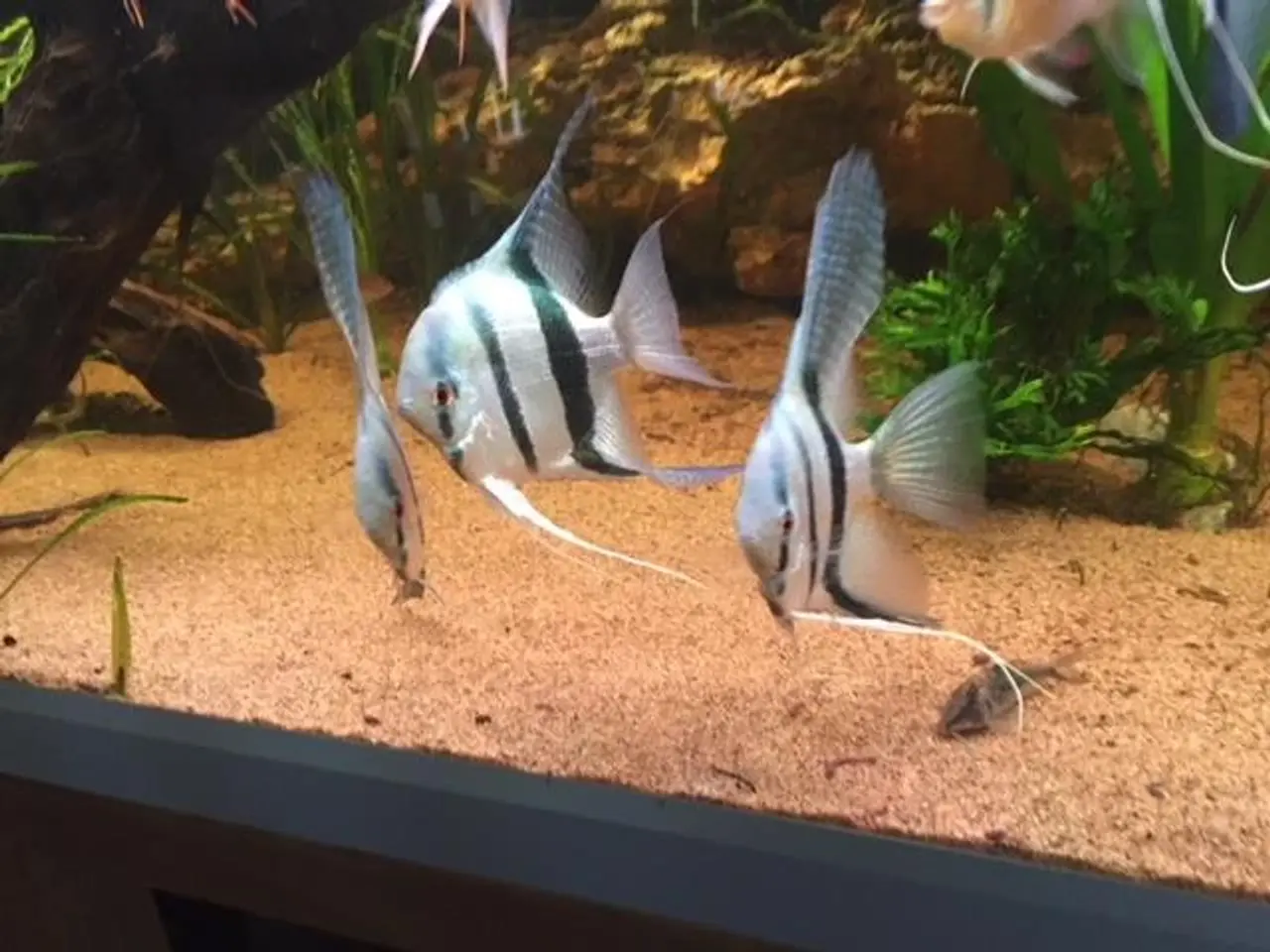 Billede 4 - Flotte akvariefisk