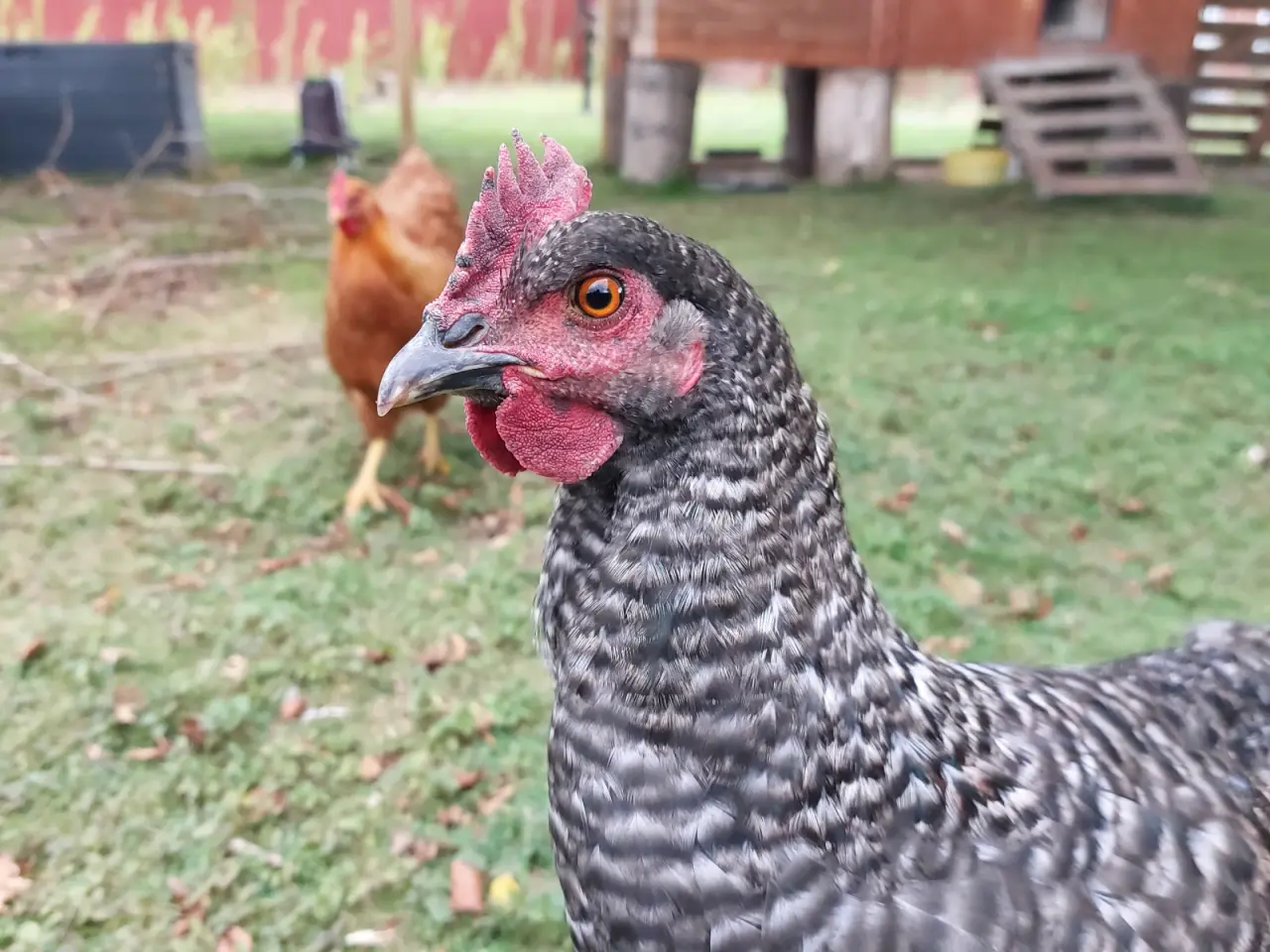 Billede 2 - Jersey Giant/Engelsk -blanding, sandsynligvis hane