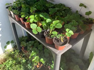 Jordbærplanter i potter
