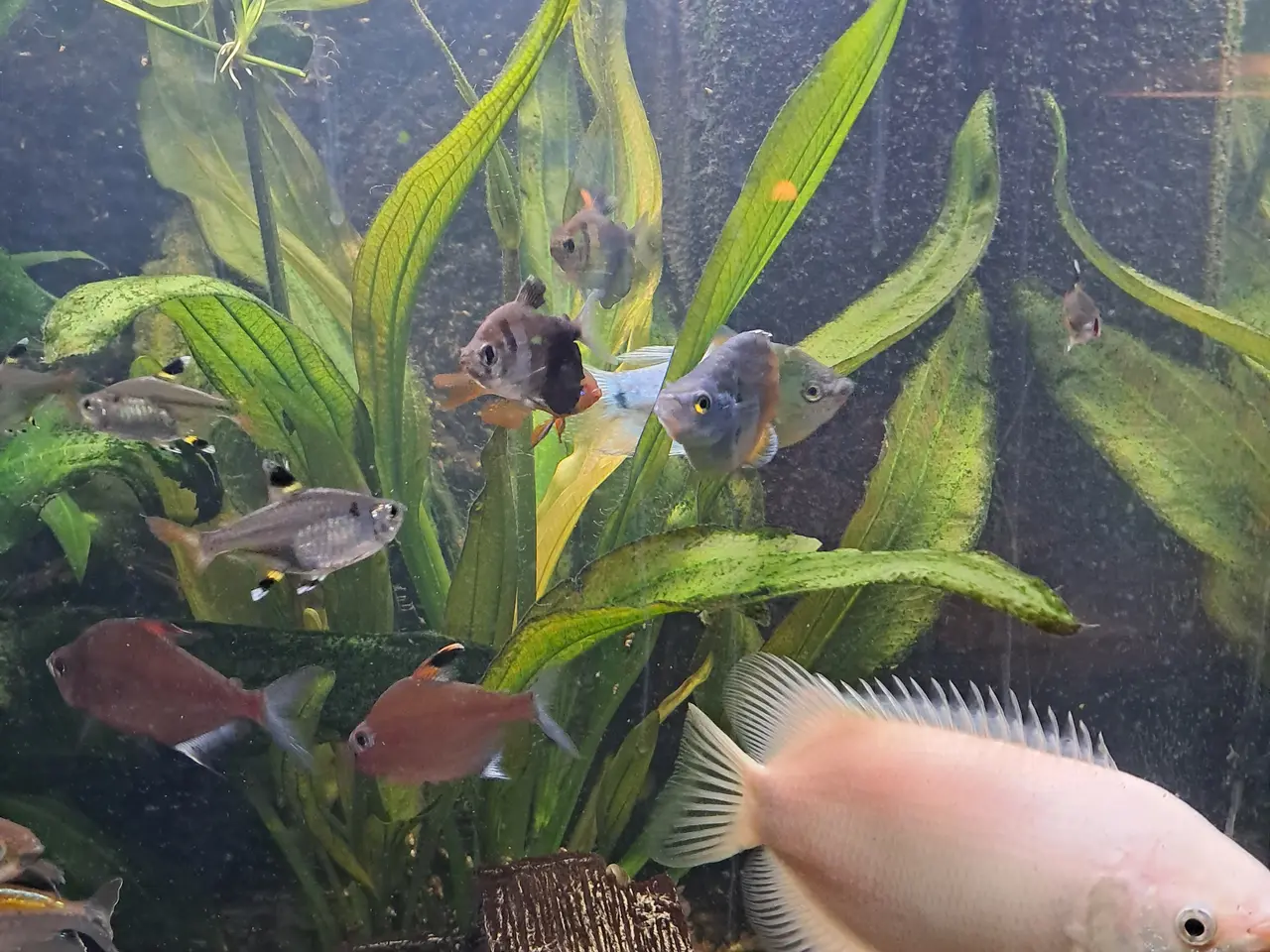 Billede 6 - Sort Juvel Aqua Lido akvarium 200 liters til salg.