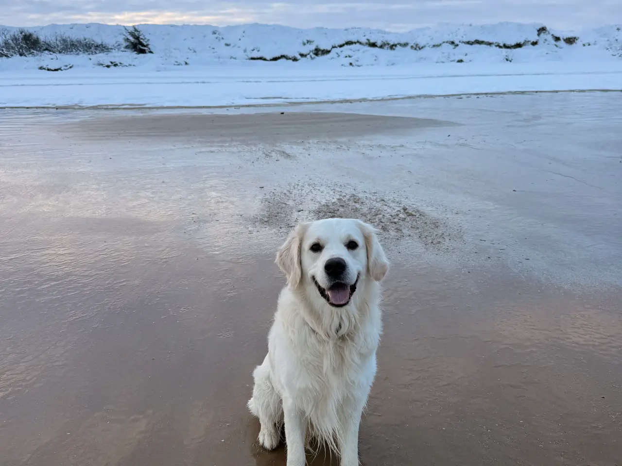 Billede 1 - Golden Retriever Han hund til paring