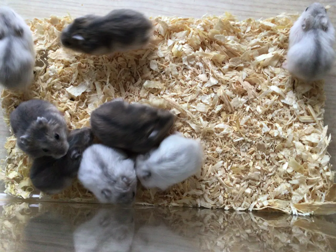 Billede 1 - Cambells hamster