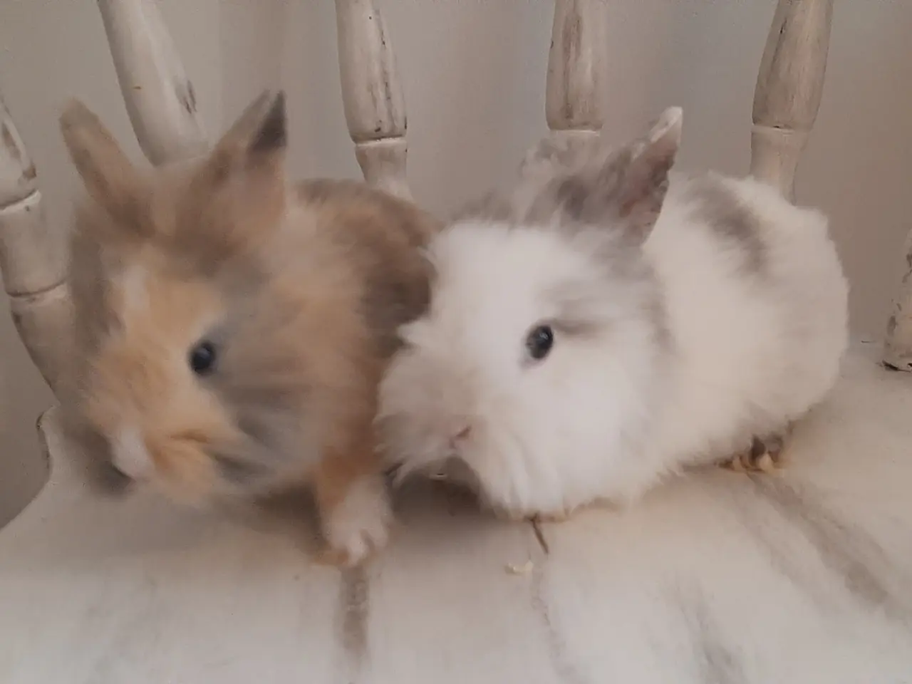 Billede 7 - (1200kr for 2)8 Unge kaniner🐰🐇 forskellige racer