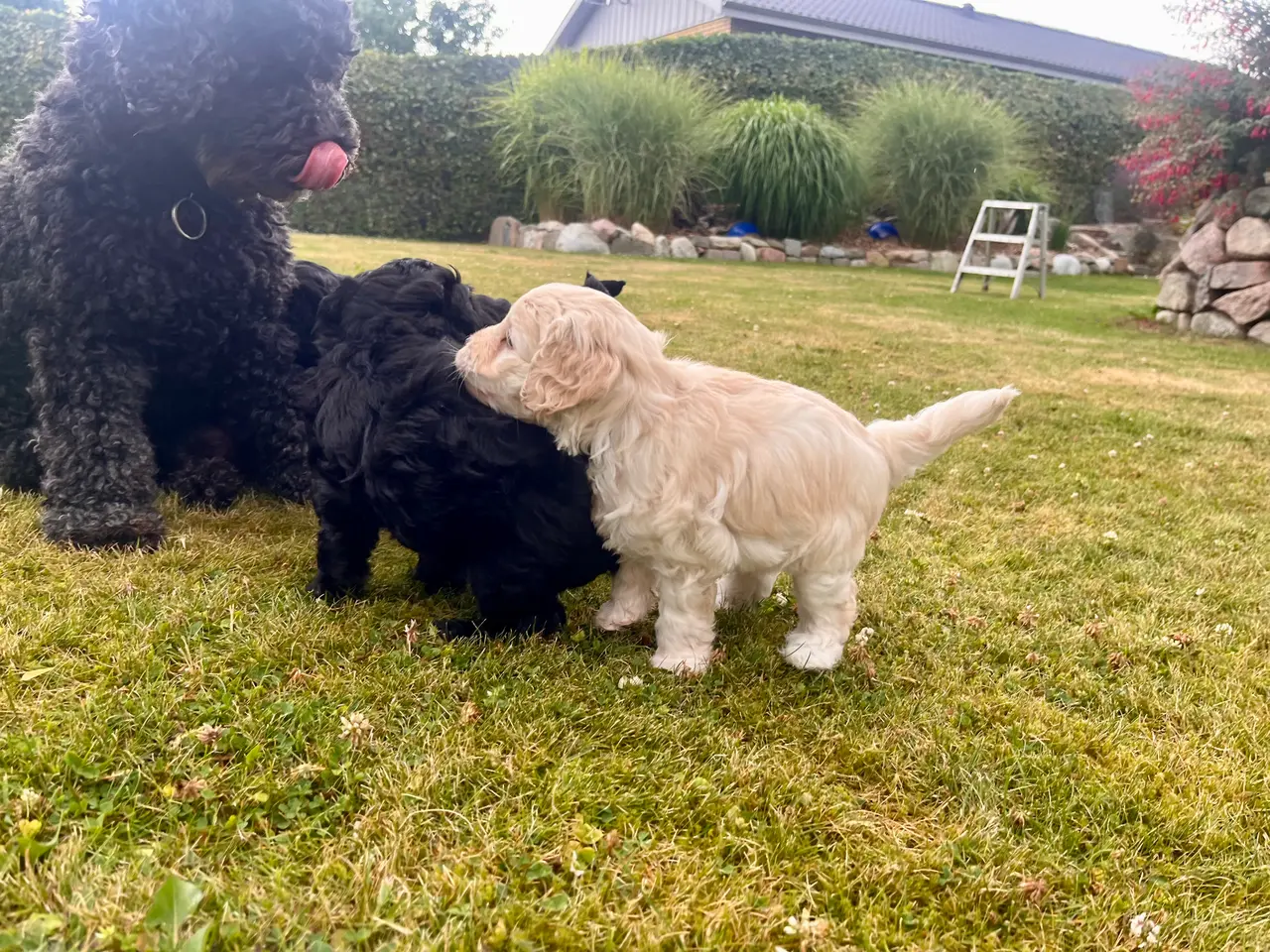 Billede 7 - ✨ Cavapoo-hvalpe søger et kærligt hjem ✨
