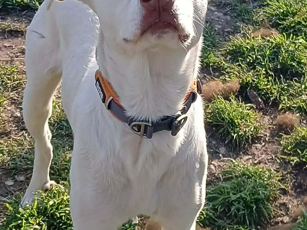 Billede 7 - Sødeste Snoopy søger sin egen familie<3