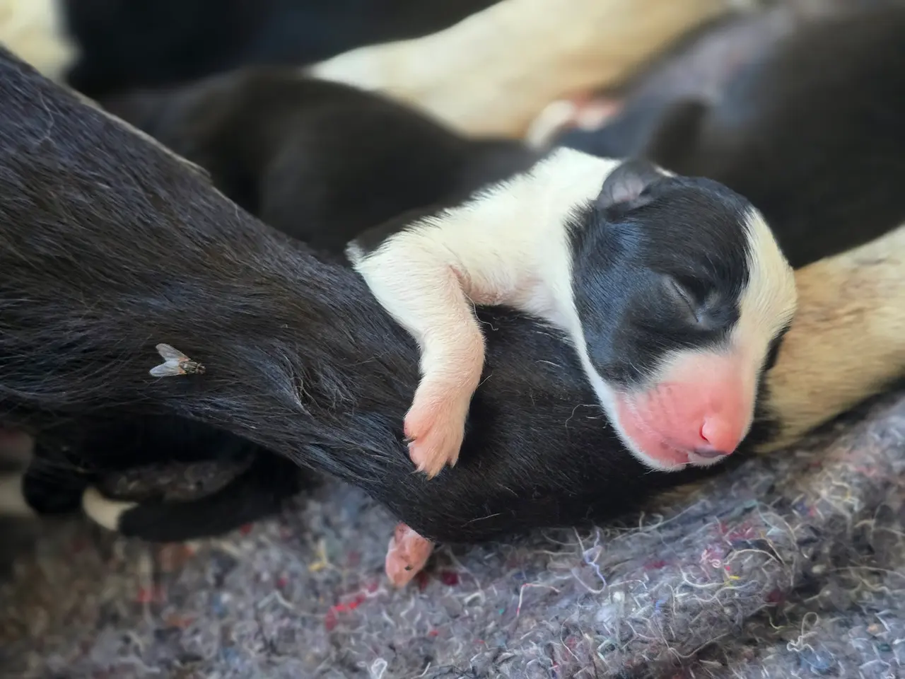 Billede 5 - Border Collie Hvalpe søger deres nye drømmehjem