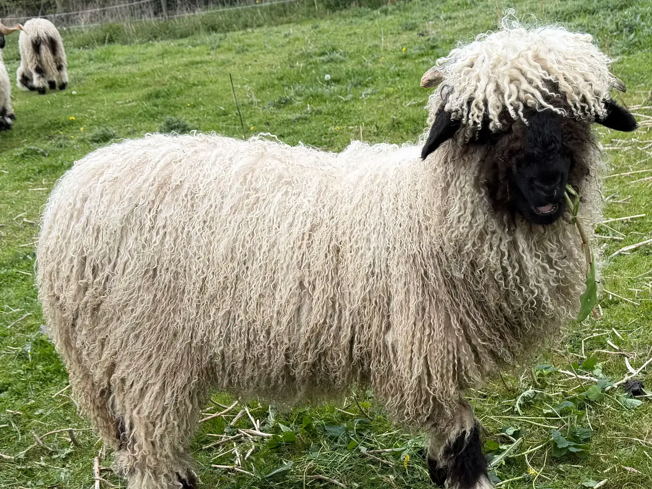 Billede 6 - Gimmer 7 mdr. Valais Blacknose