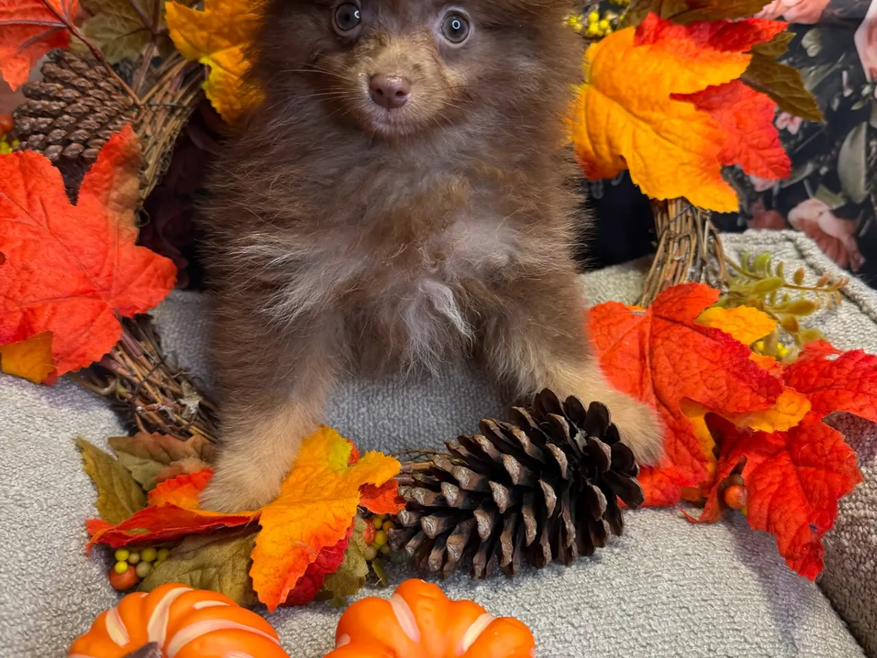 Billede 2 - 🐾💙 2 SMUKKE POMERANIA-DRENGE 💙🐾