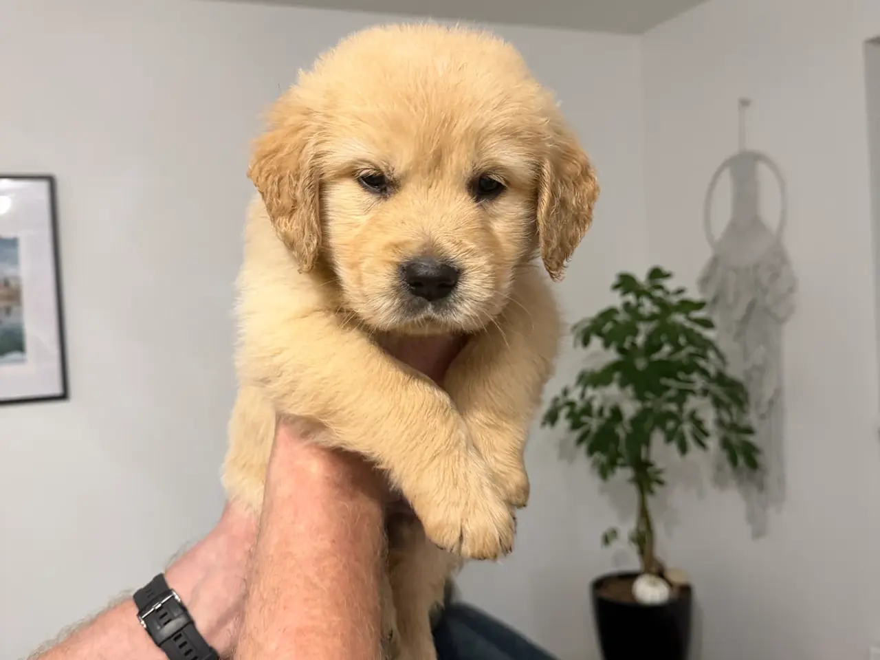 Billede 7 - Kun 3 skønne Golden Retriever hvalpe tilbage