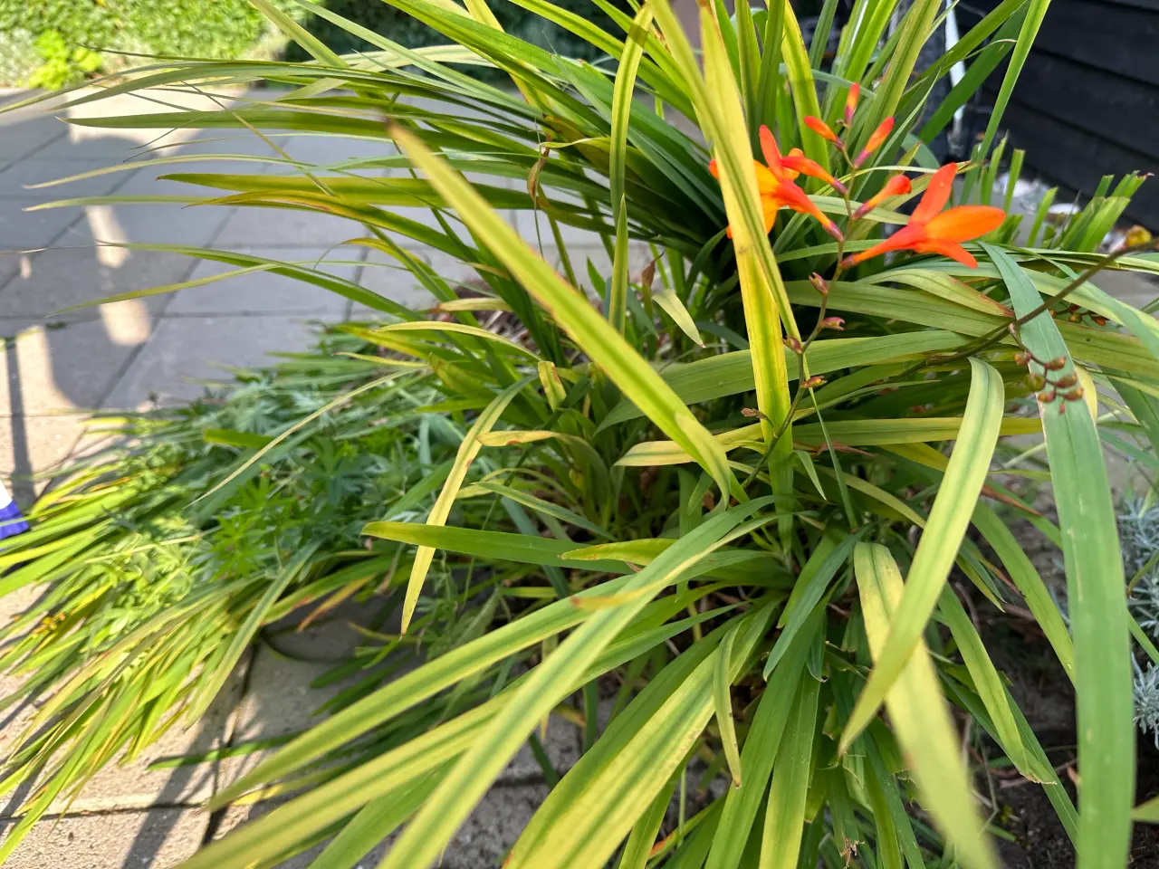 Billede 1 - Montbretia, løgblomster, løg, planter
