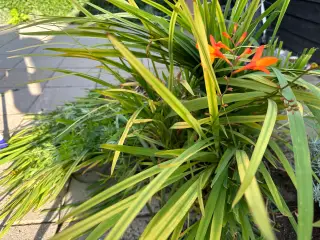 Montbretia, løgblomster, løg, planter
