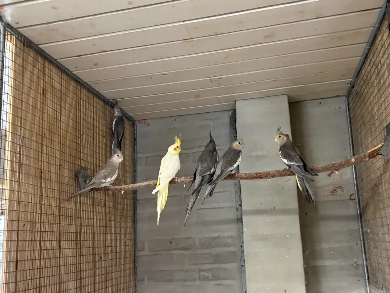 Billede 1 - Har grå nymfeparekitter unger  ca 3 måneder