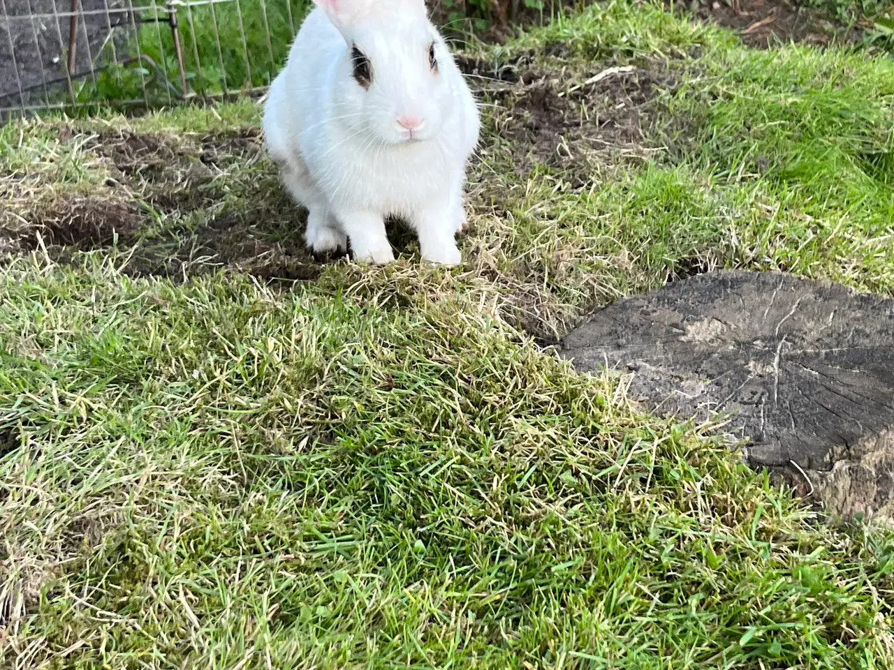 Billede 3 - Hermelin han🐰