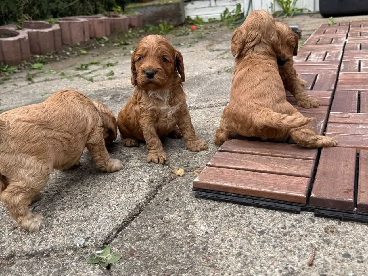Billede 8 - 🐶❤️ 6 SKØNNE COCKERPOO-HVALPE SØGER KÆRLIGE HJEM