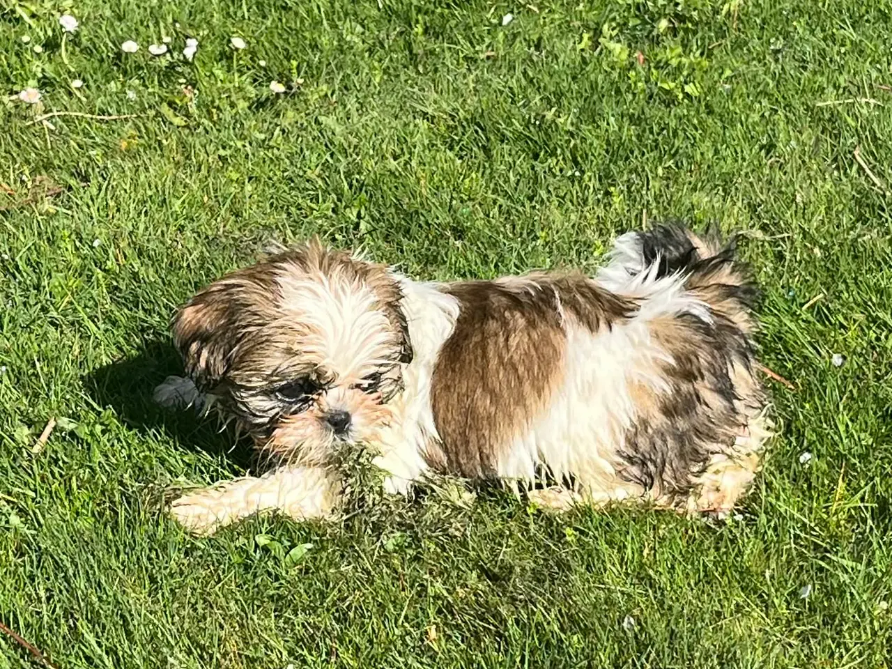 Billede 2 - Smukke Shih Tzu hvalpe