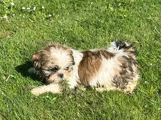 Smukke Shih Tzu hvalpe