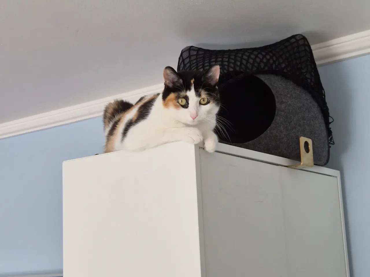 Billede 20 - Cats looking for new loving forever home
