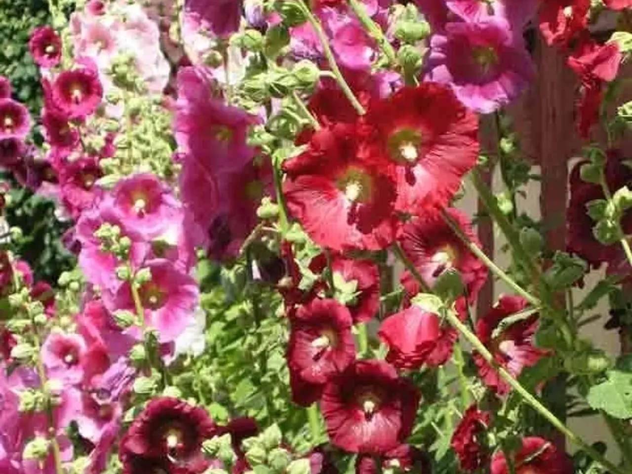 Billede 1 - Stokrose frø & planter