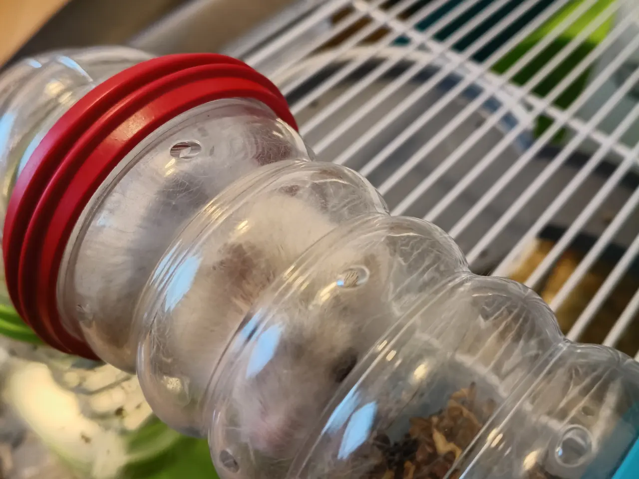 Billede 2 - Dværg hamster med bur sælges